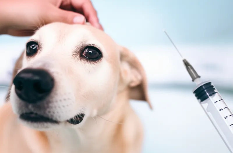 Illustration visuelle du mot « tranquilise » - Tranquilliser, calmer