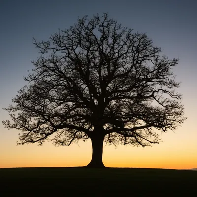 Illustration lie - Image 1