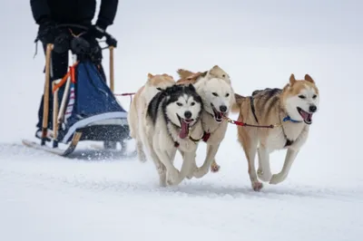 Illustration pelts - Image 1