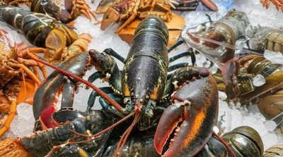 Illustration cull - Image 1