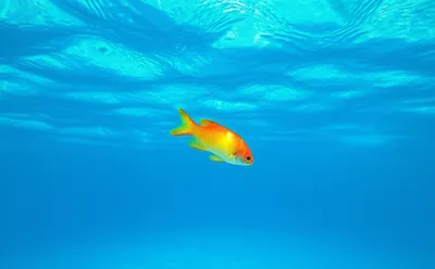 Illustration swims - Image 1