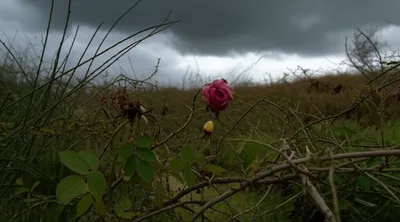 Illustration hoes - Image 1