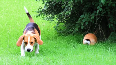 Illustration hound - Image 1