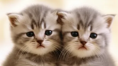 Illustration titties - Image 1