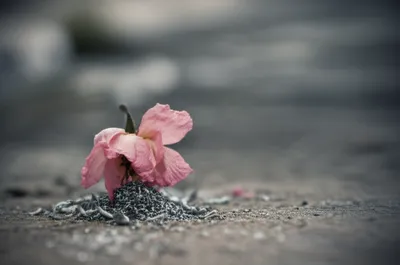 Illustration swarf - Image 1