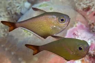 Illustration sweeper - Image 2