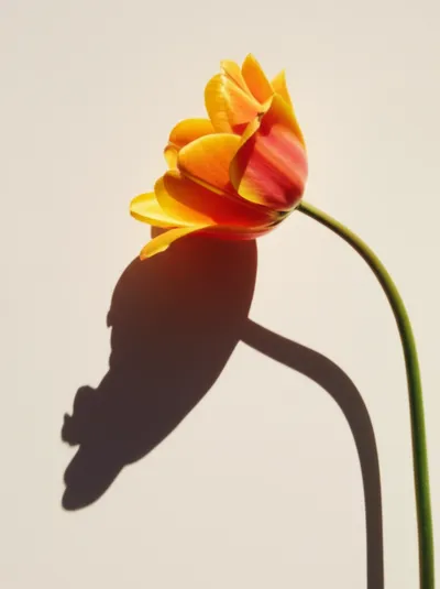 Illustration underline - Image 1