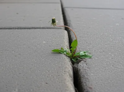 Illustration weed - Image 1