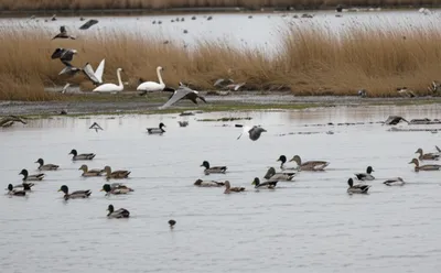 Illustration wildfowl - Image 1