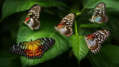 Illustration dukes - Image 1