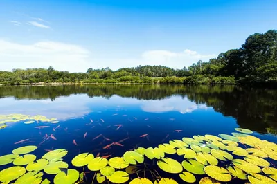 Illustration freshwater - Image 1