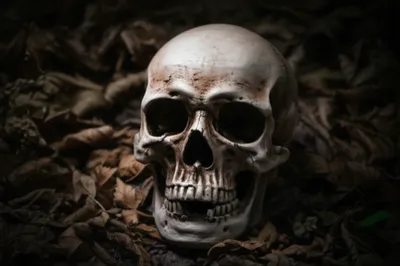 Illustration death's-head - Image 1