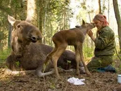 Illustration domesticate - Image 2