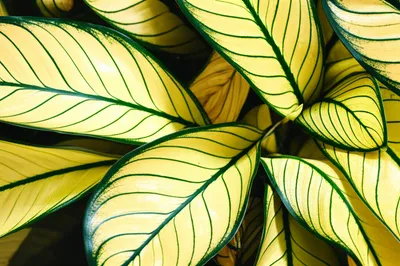 Illustration varied - Image 1