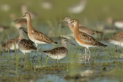 Illustration reeve - Image 1