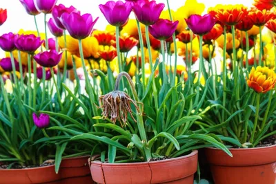 Illustration disesteem