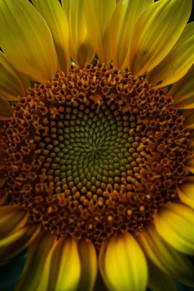 Illustration tores - Image 1