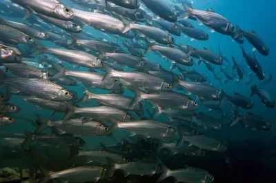 Illustration schools - Image 1