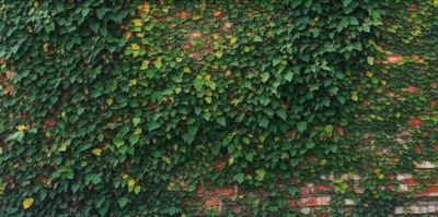 Illustration decking - Image 1