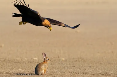 Illustration preyed - Image 1