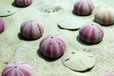 Illustration rosettes - Image 1