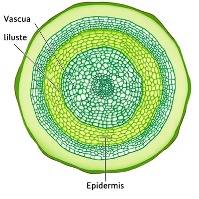 Illustration cortex - Image 1