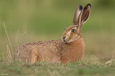 Illustration does - Image 1