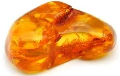 Illustration amber - Image 2