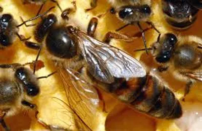 Illustration queen - Image 2