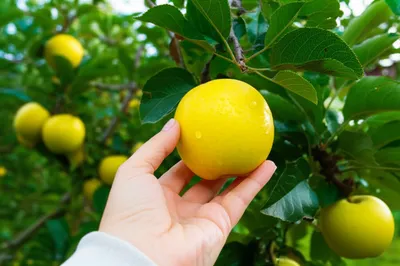 Illustration procuring