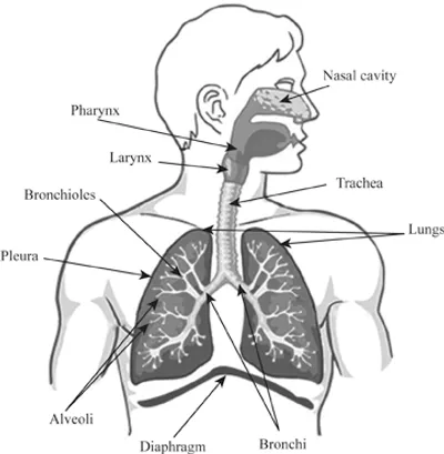 Illustration respiratory - Image 2