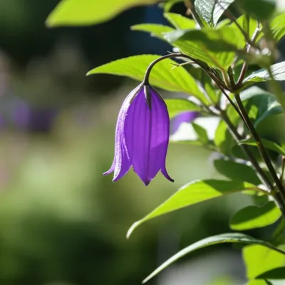 Illustration bellflowers - Image 1