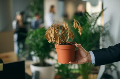 Illustration firing - Image 1