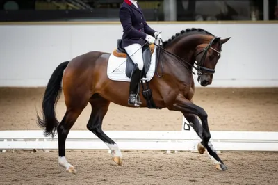 Illustration gaits - Image 1