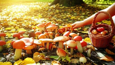 Illustration mushroomed - Image 1