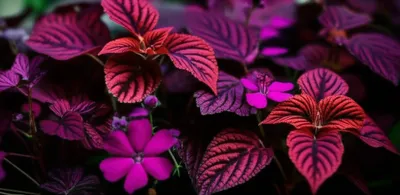 Illustration amaranth - Image 1