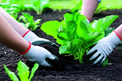 Illustration manure - Image 1