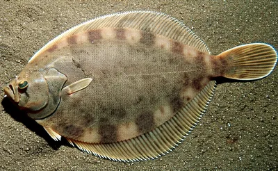 Illustration sole - Image 1