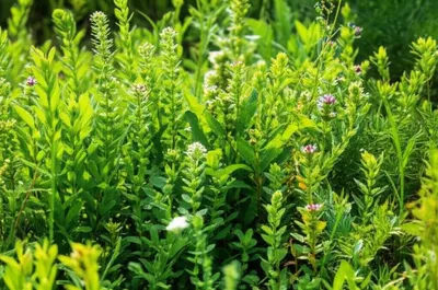 Illustration herbs - Image 1