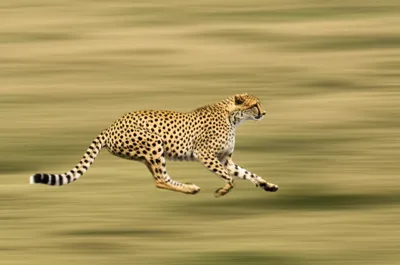 Illustration licks - Image 1