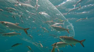 Illustration gillnet - Image 1