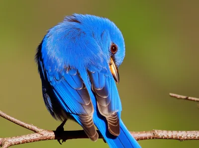 Illustration preened - Image 1