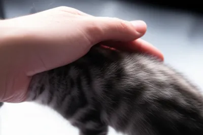 Illustration caressing