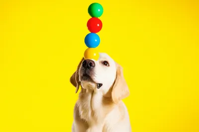 Illustration trick - Image 1