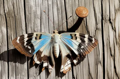 Illustration hostages - Image 1