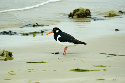 Illustration olive - Image 1