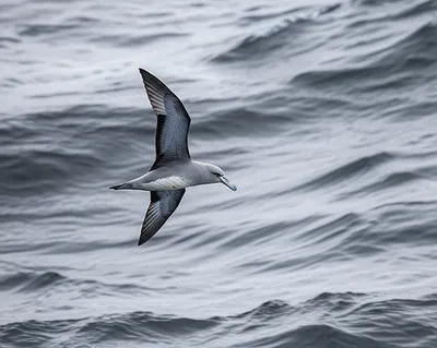 Illustration prion - Image 1