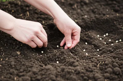 Illustration laying - Image 1