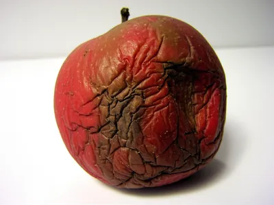 Illustration shriveled