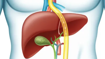 Illustration ductus - Image 1